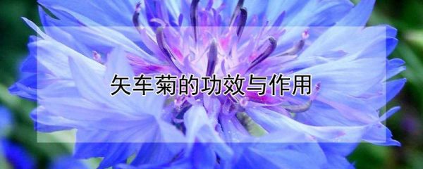 矢车菊的功效与作用