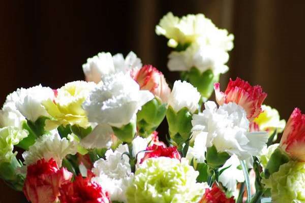 送老师什么花比较好