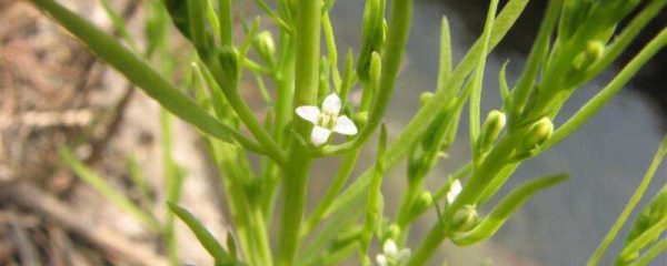 青龙草怎么繁殖