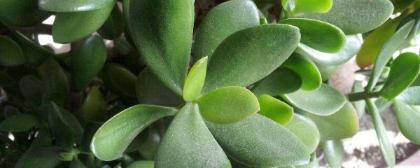 黄玻璃树叶食用方法