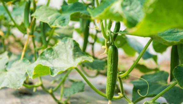 如何推进农业现代化