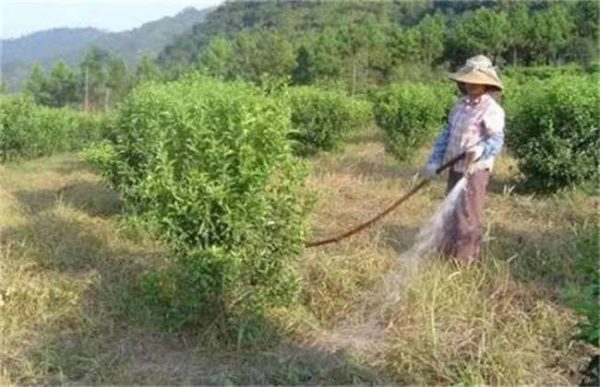 春季苗木该怎么施肥