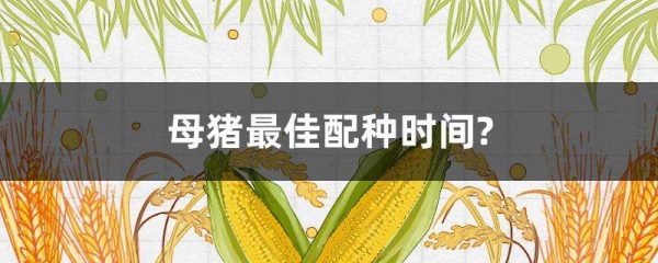 母猪最佳配种时间？