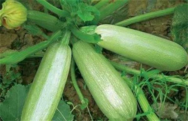 西葫芦徒长该怎么办？