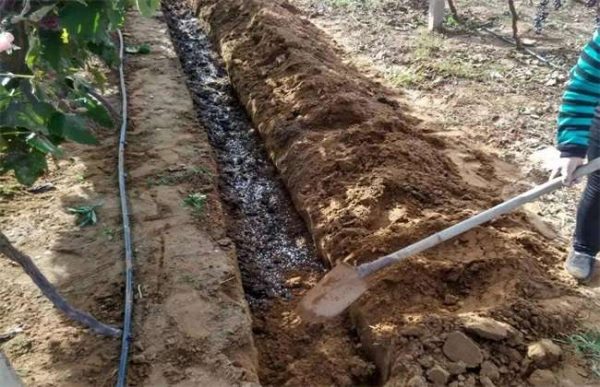 葡萄秋施基肥有什么好处