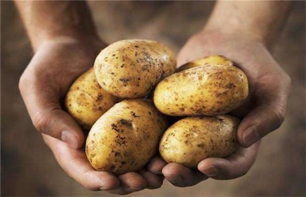 为什么要进行马铃薯主粮化