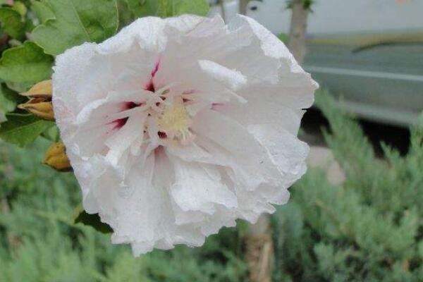 白槿花的功效与作用