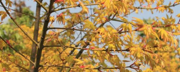 橙之梦与黄金枫的区别