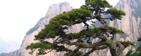 种子裸露的植物