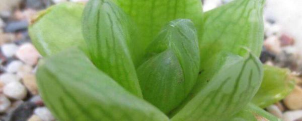 京之华是不是玉露