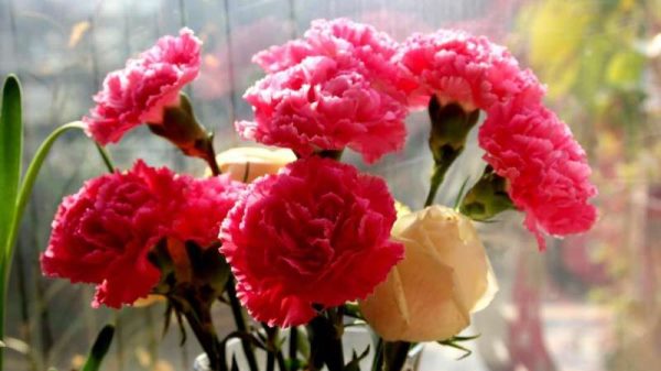 母亲过生日送什么花