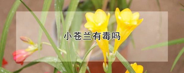 小苍兰有毒吗