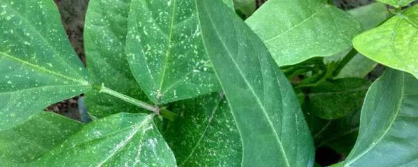 豆角苗长小黑虫怎么办