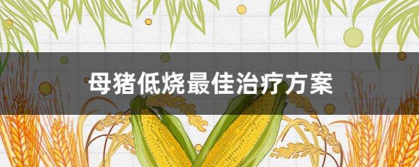 母猪低烧最佳治疗方案