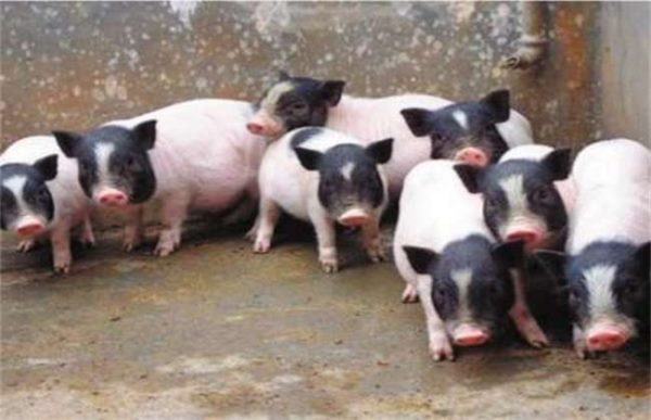 养10头香猪一年能赚多少钱