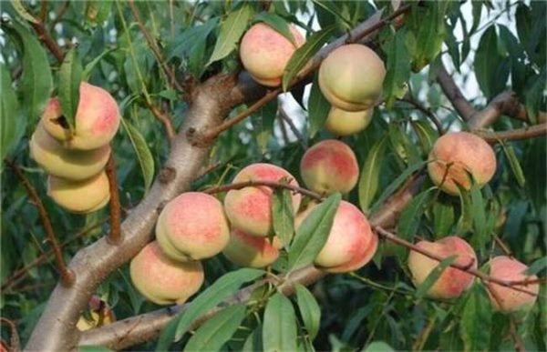 开春果园的基本管理