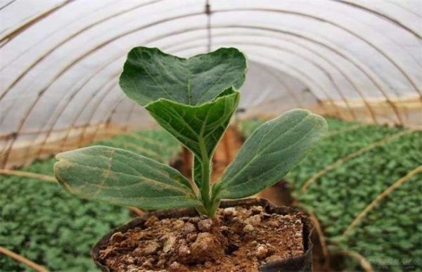 嫁接苗死秧是什么原因？