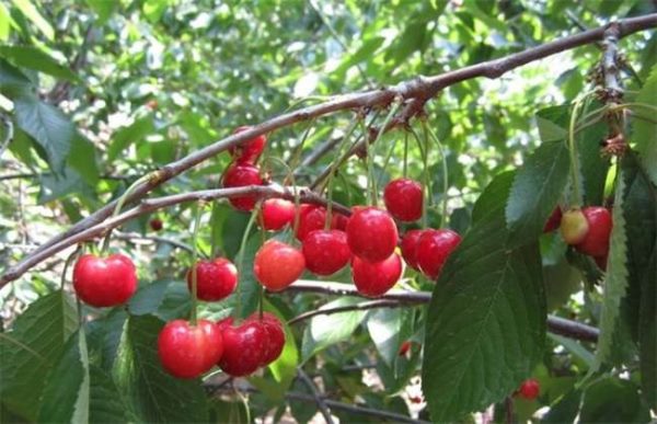 10亩樱桃需要投资多少？