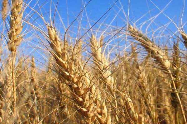 小麦冻害的补救措施