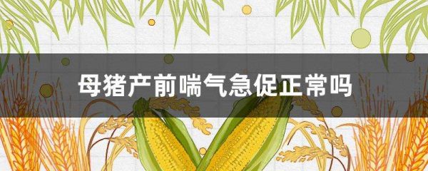 母猪产前喘气急促正常吗？