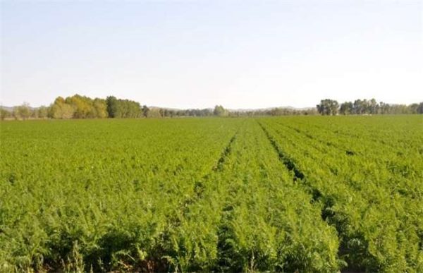 胡萝卜种植的注意事项