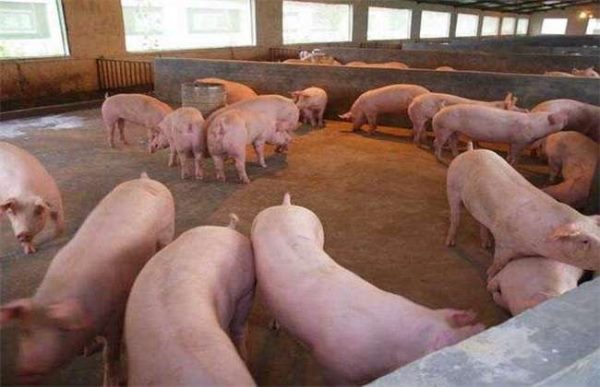 猪发生热应激该怎么办？