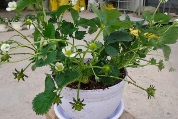 草莓叶子干枯怎么补救