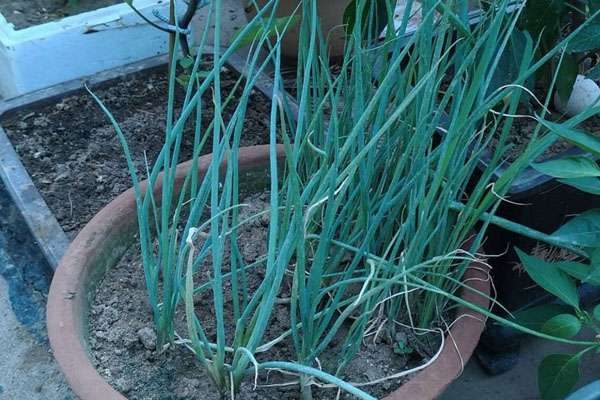 小葱的种植方法与时间