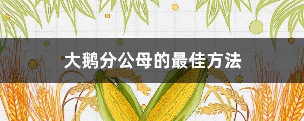 大鹅分公母的最佳多久？