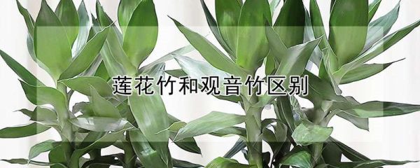 莲花竹和观音竹区别