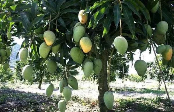 芒果树在北方能种吗？