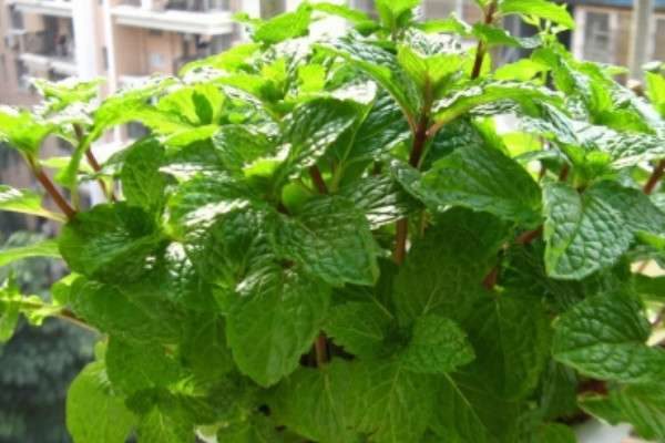 薄荷太长了怎么修剪