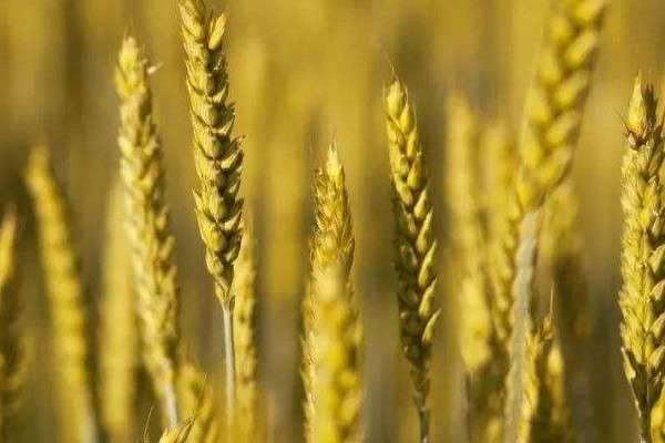 大麦与小麦的区别？是什么？