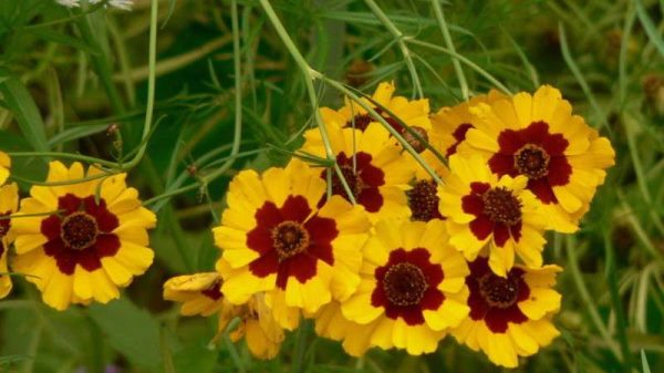 蛇目菊种植方法