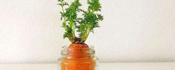 胡萝卜根可以种吗