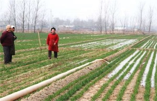 小麦浇灌返青水后发黄怎么办？