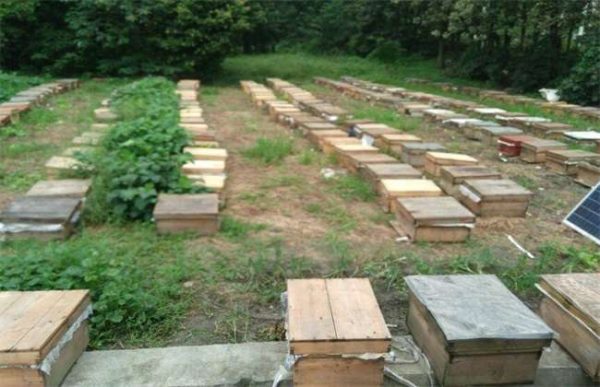 养10箱蜜蜂一年能赚多少钱