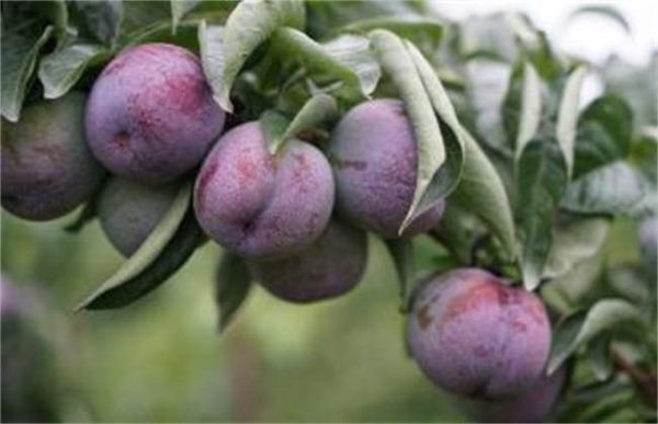 李子裂果怎么办？