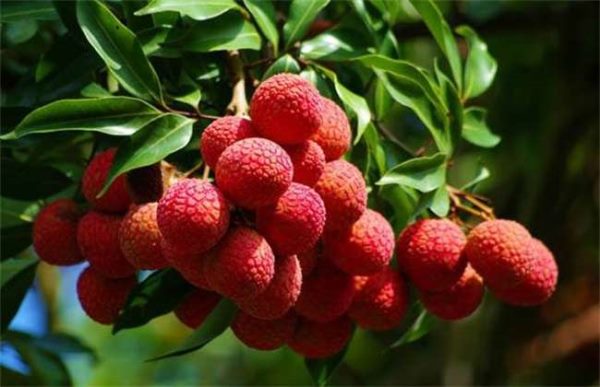 荔枝如何贮藏保鲜
