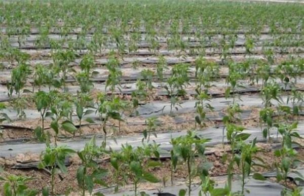 辣椒出苗后如何管理