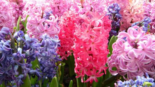 风信子的花有毒吗？