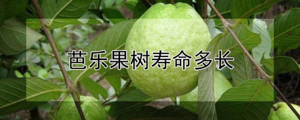 芭乐果树寿命多长