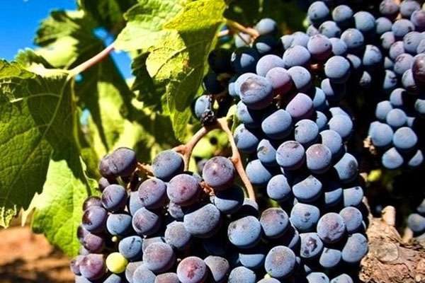 夏黑葡萄和巨峰区别