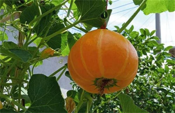 种一亩南瓜利润多少？