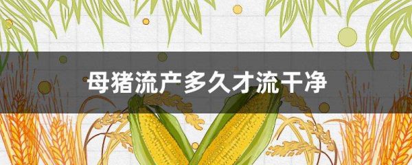 母猪流产多久才流干净