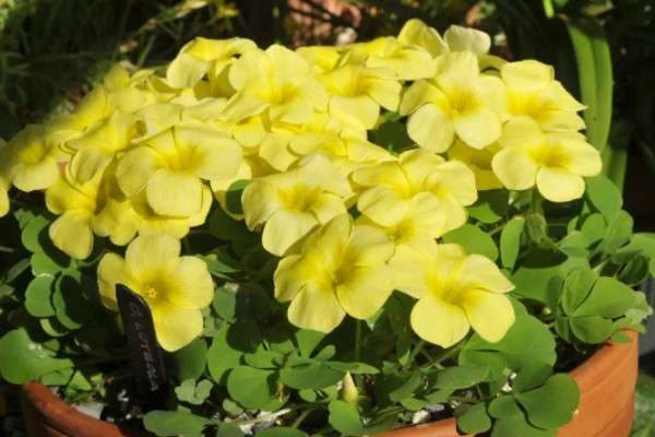 北方上冻后植物还能浇水吗