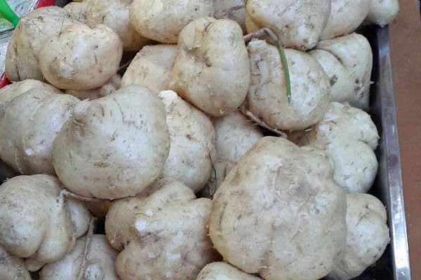 地瓜什么时候种