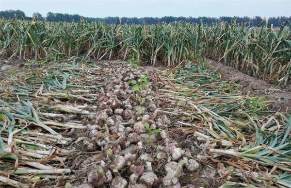 大蒜价格多少钱一斤