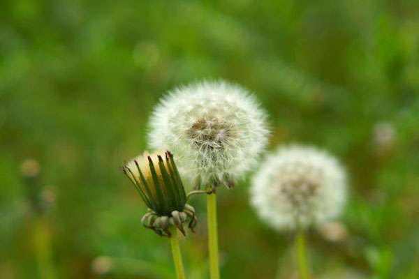 种子传播的方法