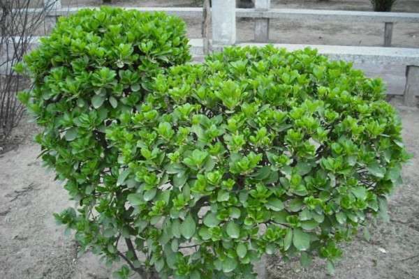 冬青卫矛和冬青的区别